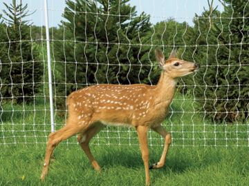 Deer Fence. Mendham Plywood 600 x 451